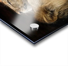 Lions Den Acrylic print