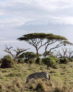 Zebra in the wilderness 
