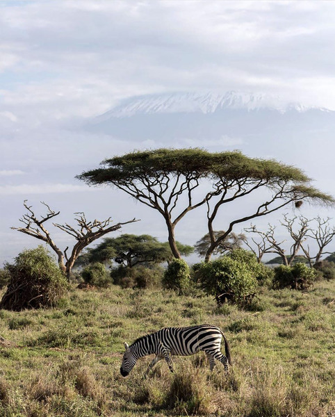 Zebra in the wilderness  Print