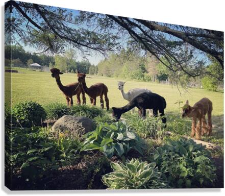 Lead The Sheep Canvas Print