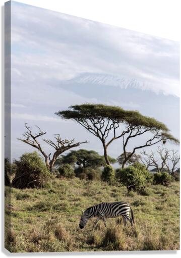 Zebra in the wilderness  Canvas Print