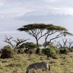 Zebra in the wilderness 