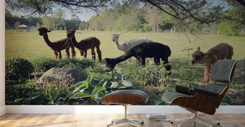 Lead The Sheep Wall Murals