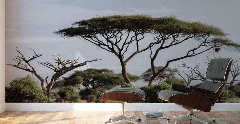 Zebra in the wilderness  Wall Murals