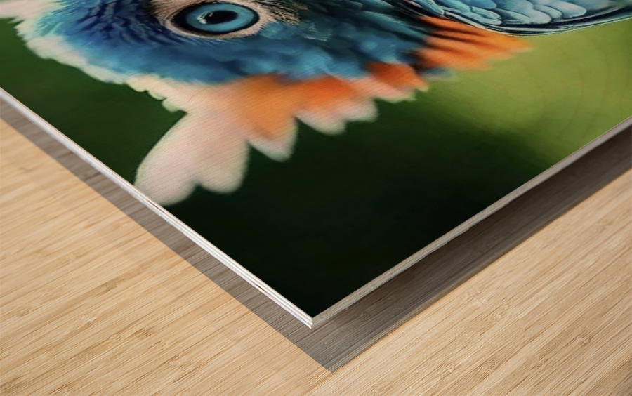 Baby  Blue Owl  Wood print